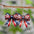 Wholesale  Independence Day Red White Blue Star Striped Bow Pendant Earrings