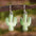 Wholesale  Luminous Cactus Moon Earrings