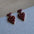 Wholesale Red Polka Dot Double Heart Earrings