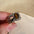 Wholesale zircon tiger eye open ring